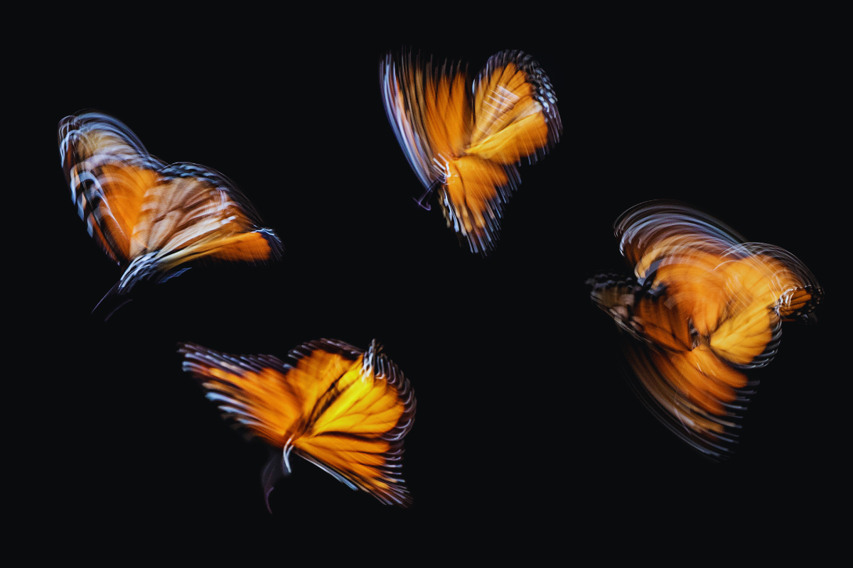 Imagen de mariposas volando en un fondo negro, con efecto motion blur.